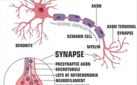 Nervous System: Structure, Function, and Disorders