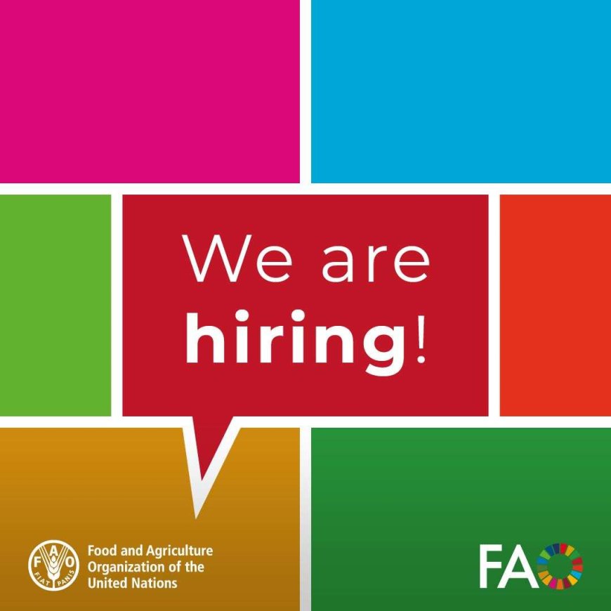Apply now for these Latest United Nations Remote Opportunities