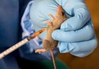 Lassa Fever: Farmers store owners urged to avoid drying grains on ground