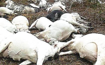 Kaduna community in shock as lightning kills herder, 12 cow